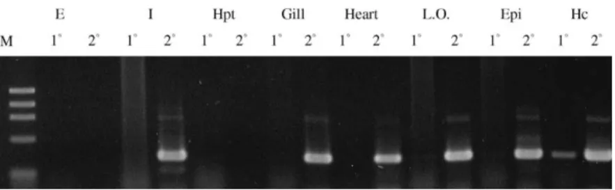 Fig. 2. STG II tissue distribution by RT-PCR analysis. Total RNA was extracted from the eyestalk, intestine, hepatopancreas, gills, heart, lymphoid organ, sub-cuticular epithelium and hemocytes (as shown from left to right)