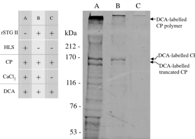 Fig. 4. Dansylcadaverine-incorporation assay of shrimp TG. The dansylcadaverine (DCA, 0.5 mM) was incorporated into CP by a calcium-dependent TG reaction