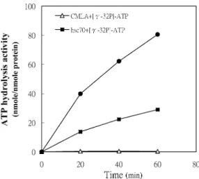 Fig 5. The effect of hsc70 and CMLA on adenosine triphosphate (ATP) hydrolysis. Recombinant hsc70 (3 m g) was incubated with or without 50 m M CMLA
