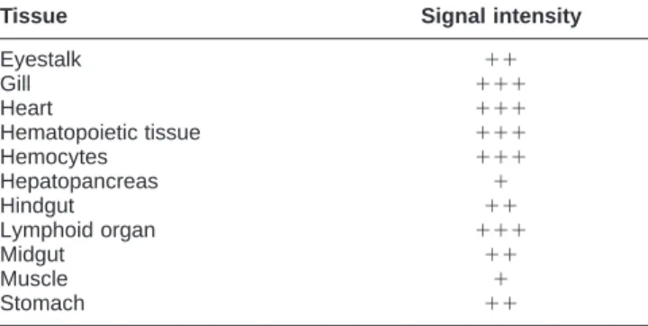Table 1 Abundance of hsc70 mRNA in Penaeus monodon tissues as determined by in situ nucleic acid hybridization a