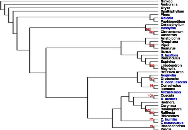 Fig.  1  利用Neighbor-joining分析方法所建構的18S  rDNA譜系樹。藍色字體為本研究所選取的九 種非光合作用被子植物，紅色數字則為bootstrap值。 