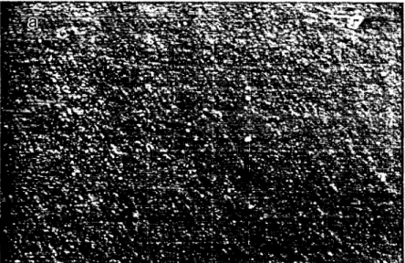 Fig.  1.  Scanning electron rmcrographs  of surface morphology  of equiatomic TiNi alioy after  ion nitriding at  900 °C for  (a)  4 h  and  (b)  12 h
