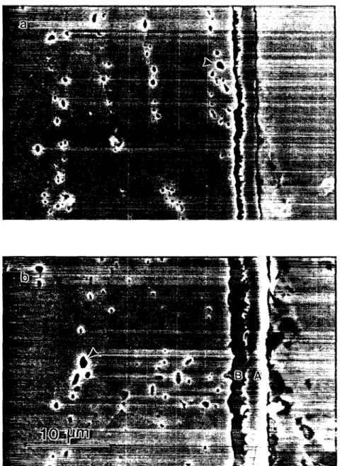 Fig. 4. Scanning electron micrographs of cross-sections of equiatomic TiNi alloy after ion nitriding at 900 °C for (a) 4 h and (b)  12 h