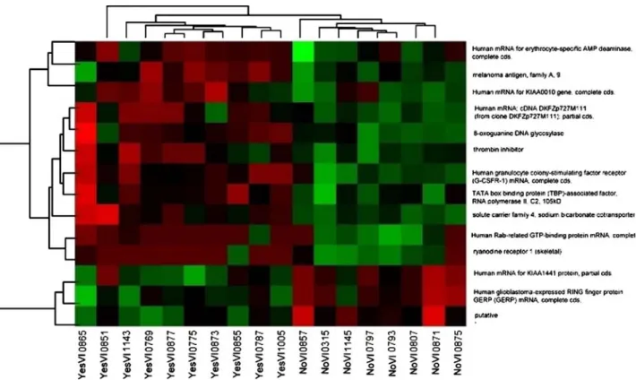 FIG. 2. Gene-expression proﬁles of hepatocellular carcinoma and patterns of expression of the 14 genes selected from the 18 training samples.