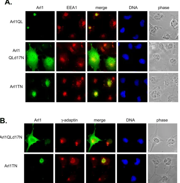 Fig 5. The transport pathway from golgi to endosome seems not to be regulated by Arl1