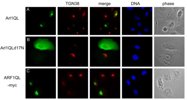 Fig 6. The TGN38 shuttling between Golgi and plasma membrane seems to be affected by Arl1  and ARF1