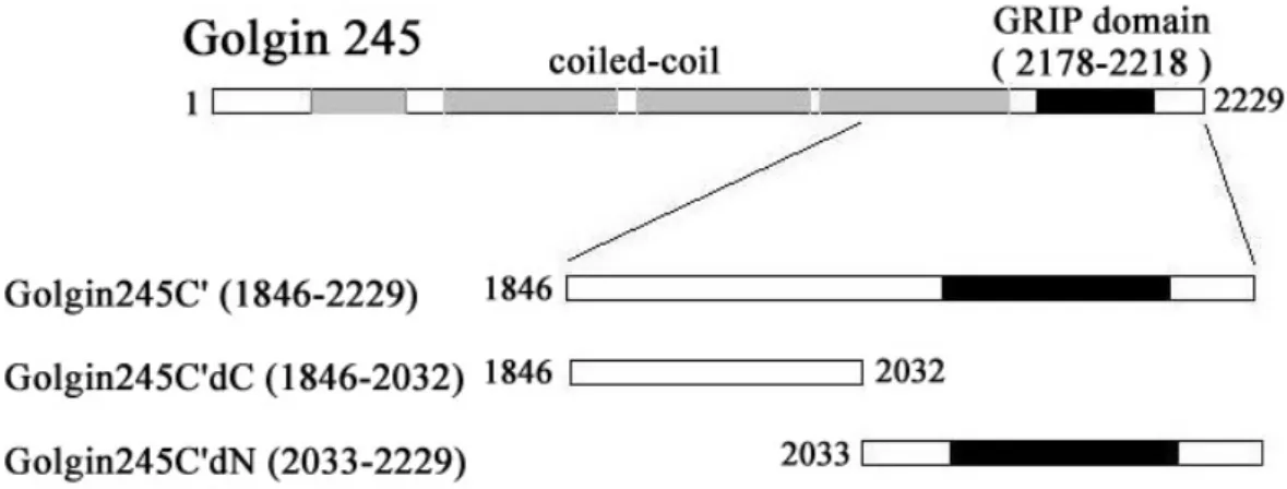 Fig 8. The schematic of golgin245. Golgin245 contains the coiled-coil region (gray) and the GRIP  domain (black)