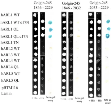 Fig 11. The C terminal region containing GRIP domain of golgin245 interacts with Arl1 but not  inactive Arl1