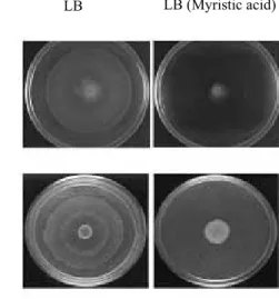 Fig. 6 1  2  3  4  5  S. typhimurium  P. mirabilis  LB  LB (Myristic acid) 