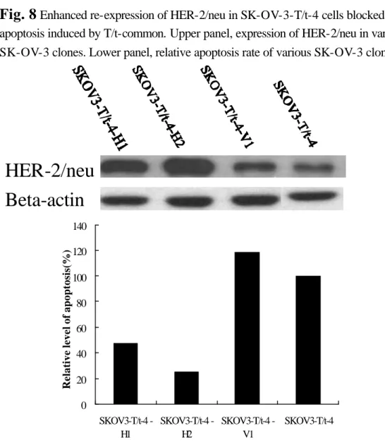 Fig. 7   Activation of caspase activity by T/t-common in HER-2/neu-overexpressing  MDA-MB-453 cells