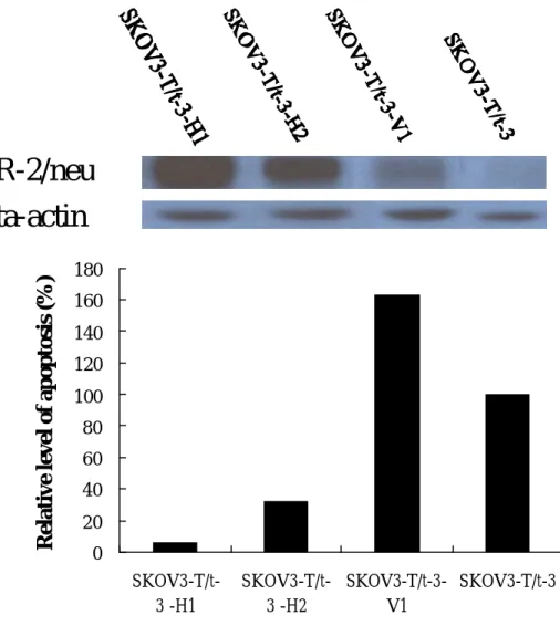 Fig. 9  Enhanced re-expression of HER-2/neu in SK-OV-3-T/t-3 cells blocked  apoptosis induced by T/t-common