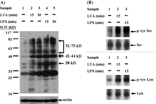 Fig. 1. LTA and LPS stimulate protein tyrosine kinase and activate Src and Lyn. (A) Comparison of protein tyrosine phosphorylation stimulated by LTA and LPS in J774A.1 cells