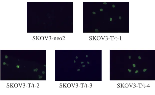 Fig. 4. TUNEL assay showed that T/t-common-expressing SK-OV-3 clones  underwent apoptosis under low serum condition