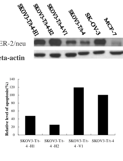 Fig. 6. Enhanced re-expression of HER-2/neu in SK-OV-3-T/t-4 cells blocked  apoptosis induced by T/t-common
