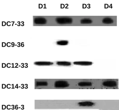 Figure 2. Identification of mAbs against E  proteins of DENs by immunoblot analysis. 