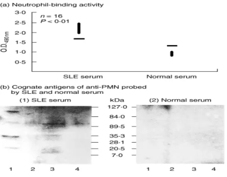Fig. 1. Detection of cognate antigen(s) of anti-PMN autoantibodies on normal human neutrophil (PMN) surface (b) after  screening the high titre of anti-PMN sera from patients with SLE (a)
