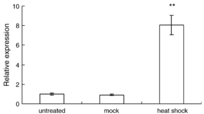Fig. 1. The HSC70 mRNA relative expression estimated by real-time quantitative PCR in hemocytes of tiger shrimps (n = 3) treated with heat shock (26 ± 1 °C →36±1 °C) for 1 hr