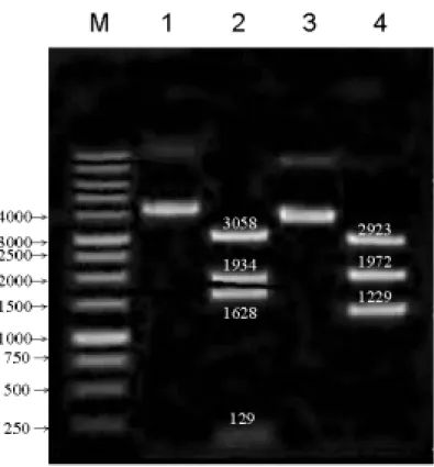 Fig. 3：pET-a5 WT 及 pCR-a5 WT 的限制酶圖譜  M：        1 kb DNA ladder 