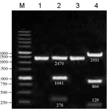 Fig. 2：TA-a5 sig 及 TA-a5 full 的限制酶圖譜 