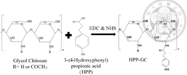 Figure 2-1 Synthesis of phenol groups modified glycol chitosan via EDC &amp; NHS  method