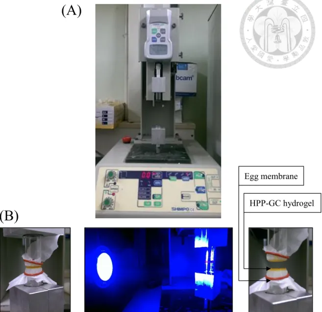 Figure 2-4 (A) Digital force gauge. (B) Procedure of testing the detachment stress of  hydrogel by using egg membrane