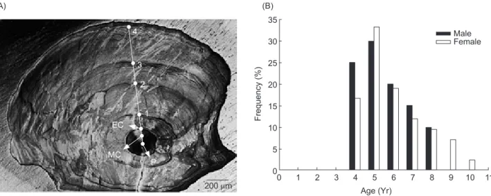 Fig. 3.  (A) A representative eel otolith showing annuli for a silver female Japanese eel (total length, 510 mm; body weight, 192.6 g)