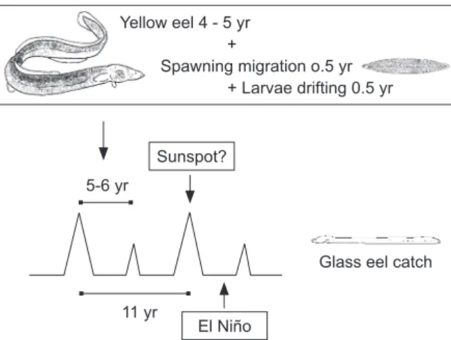 Fig. 4.  Plot showing the effects of the eel reproductive cycle,  solar activity, and El Niño events on glass eel recruitment.