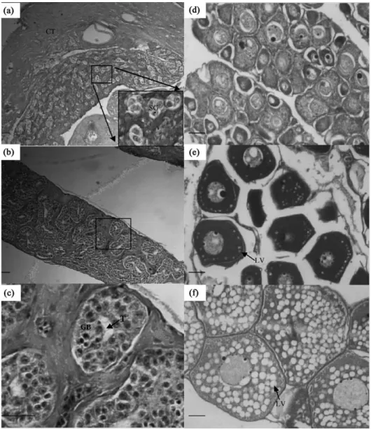 Fig. 1. Gonadal histology of the Japanese eel at different stages. (a) The testis of a yellow male: 44.1 cm TL, 95.1 g BW