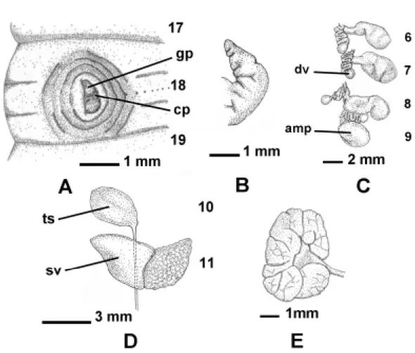Fig. 1. Metaphire feijani. A: Right male pore, ventral view (gp, genital pad; cp, copulatory pouch)