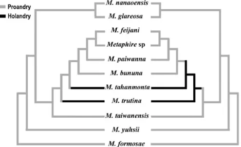 Fig. 5. Two equally parsimonious hypotheses of evolution of the testis condition in the Metaphire formosae species group