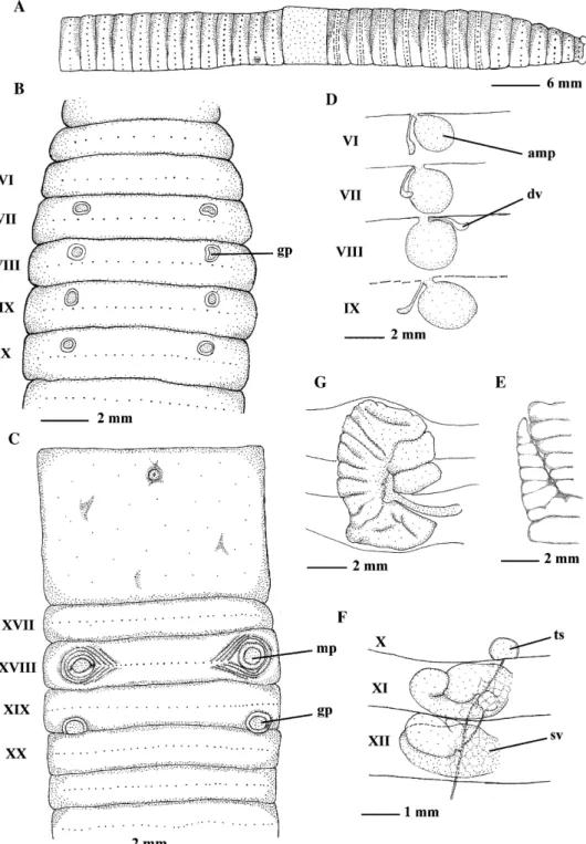 Fig. 2. Amynthas lini, morphology. (A) Lateral view of anterior body. (B) Ventral view of spermathecal pore region; gp ¼ genital pad