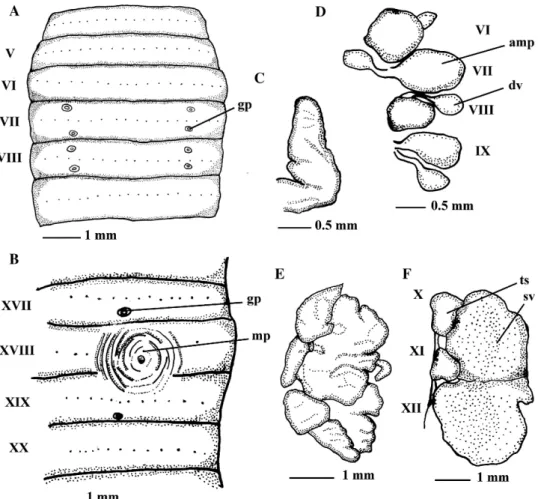 Fig. 3. Amynthas meishanensis, morphology. (A) Ventral view of spermathecal pore region; gp ¼ genital pad