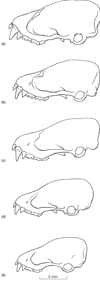 Fig. 2. Lateral view of skulls of: (a) A. aureocollaris (holo- (holo-type, SMF 75443); (b) A torquatus n