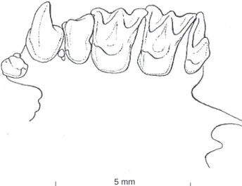 Fig. 3. Occlusal view of left upper toothrow of Arielulus torquatus n. sp. (holotype, NTU FB 019).