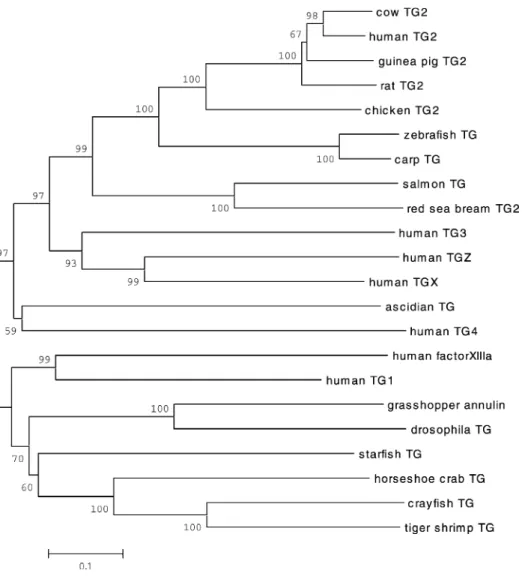 Fig. 3. Phylogenetic tree for shrimp TG and 23 other members of the TG family based on ClustalW alignment of amino acid sequences.
