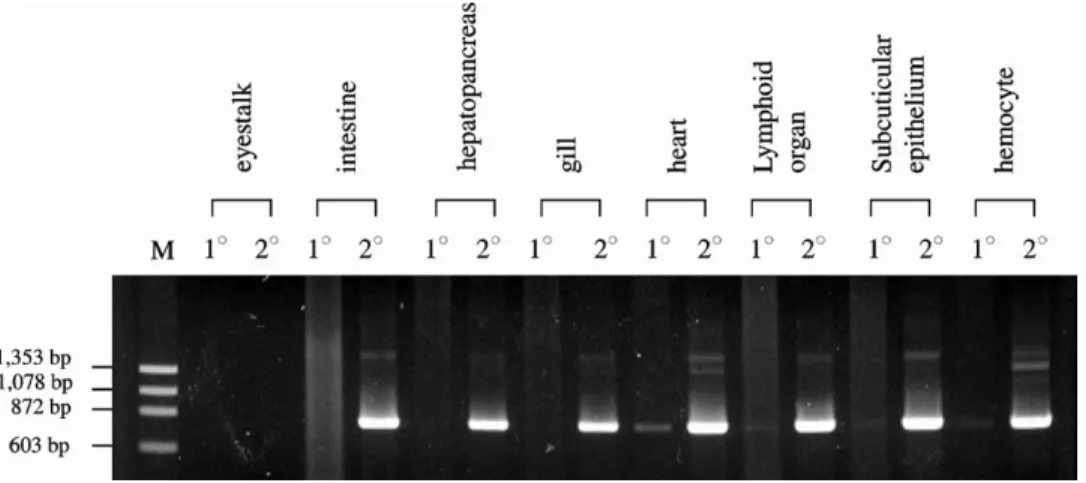 Fig. 4. RT-PCR analysis of TG expression. Total RNA was extracted from the eyestalk, intestine, hepatopancreas, gill, heart, lymphoid organ, subcuticular epithelium and hemocytes of Penaeus monodon