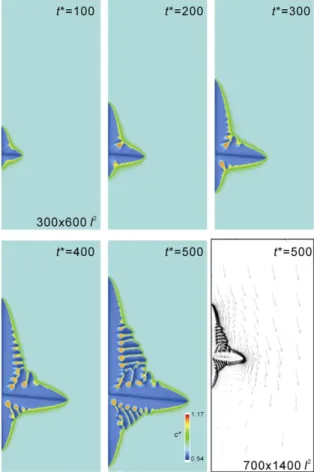 Fig. 3. Development of morphology and solutal ﬁelds in a forced ﬂow (U ¼ 8) (window size=300  600l 2 )