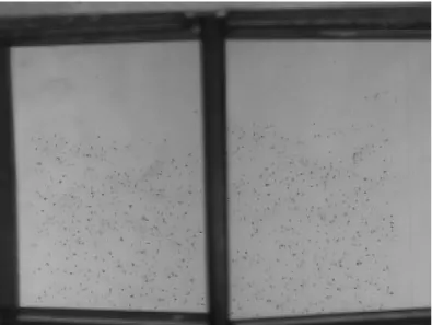 Figure 6. Sample video image of a 3D fluidisation of particles: the particle cores show up  as sharp black speckles on a light background, and are identifiable in both left and right 