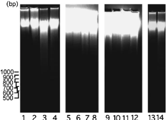Figure 9 Eects of luteolin, quercetin and genistein on DNA integrity of A431 cells. Cells were treated with 0, 20, 50 and 100 m M