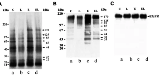 TABLE I – DENSITOMETRIC ANALYSIS OF CHANGES IN PHOSPHORYLATION OF CELLULAR PROTEINS IN RESPONSE TO [D-TRP 6 ]LHRH AND EGF IN A431 CELLS SHOWN IN FIGURE 2A 1