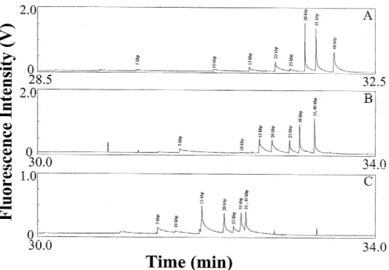 Fig. 3. Separation of a 25 mg / mL 5 kb DNA ladder in the absence of EOF at 225 V/ cm using 0.05% HEC solutions prepared in 20 mM MB at (A) pH 10.0, (B) 11.0 and (C) 12.0, containing 5 mg / mL EtBr