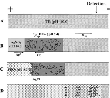 Fig. 1. Schematic of on-line concentration of DNA using PEO