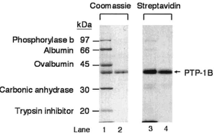 Figure 4. Labeling sensitivity of LCL-2 to PTP-1B. Varying amounts of PTP-1B were mixed with 1 mM of LCL-2 at 4 ° C for 30 min, and the mixture was analyzed as in Figure 2