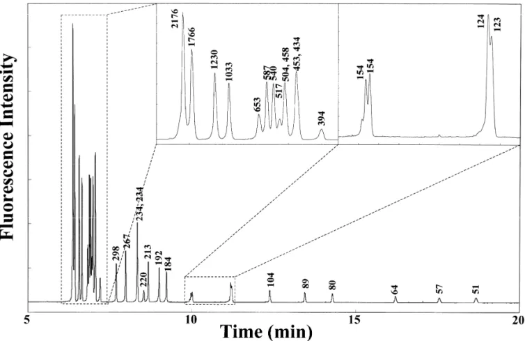 Fig. 2. Separation of DNA markers V and VI in the presence of EOF at 15 kV, using a 2% PEO solution containing 1 mg / ml EtB