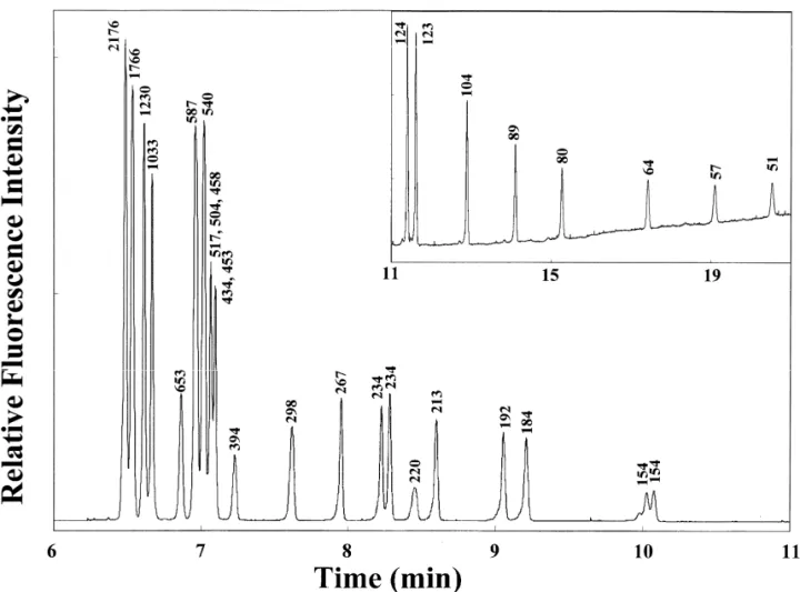 Fig. 3. Separation of DNA markers V and VI in the presence of EOF at 15 kV, using a 2% PEO solution containing 20 mg / ml EtB