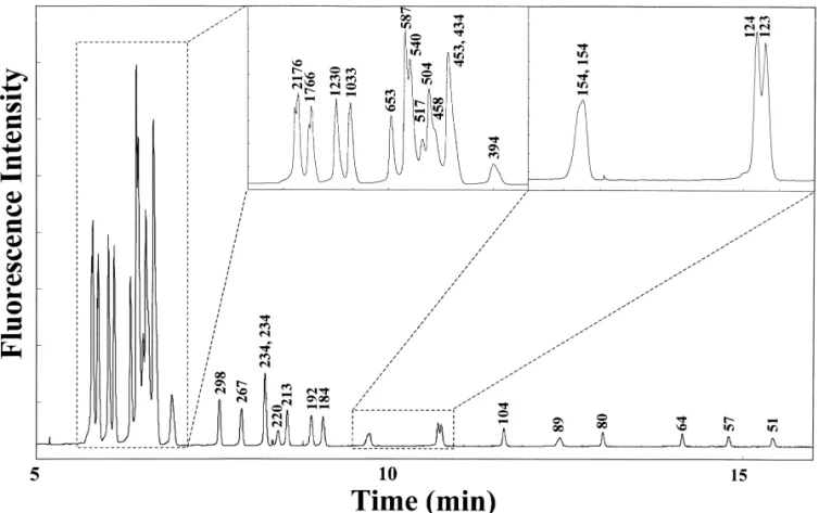 Fig. 4. Separation of DNA markers V and VI at 15 kV in SCE, using a 1% PEO solution containing 1 mg / ml EtB for 4 min, then a 2% PEO solution containing 1 mg / ml EtB for the rest of the separation
