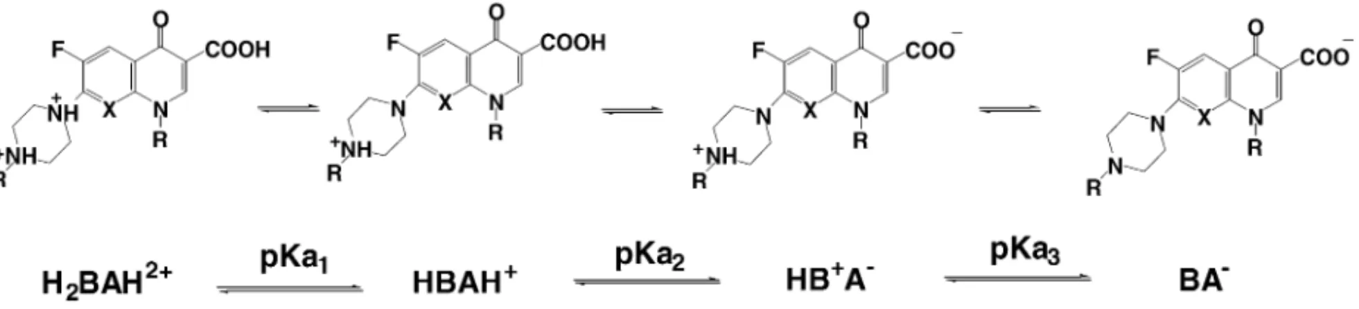 Fig. 4. Protonation/deprotonation equilibria of quinolones with a piperazinyl substituent.