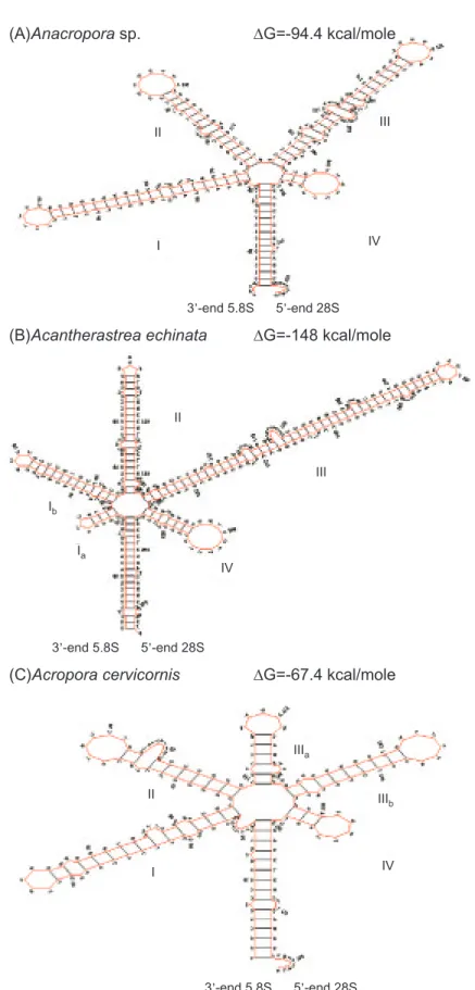 Fig. 1. Representation of the proposed secondary structure of scleractinian corals.  (A) Type I, Anacropora sp