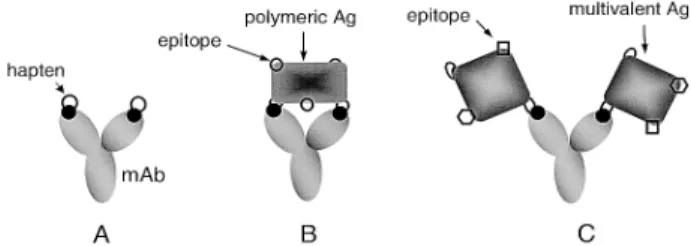 Figure 1. Schematic diagram depicting the interaction of mAb with haptens or Ag’s. (A) mAb binding to two  sepa-rate homologous haptens