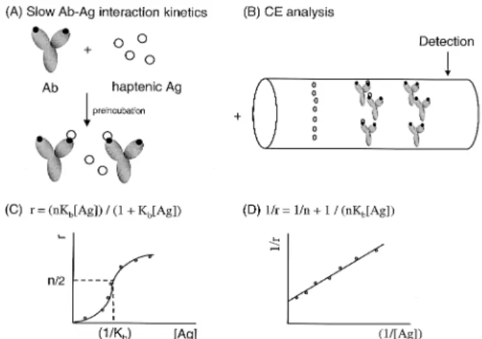 Figure 2. Principle of CE-based binding studies for slow interaction kinetics of divalent Ab with haptenic Ag according to the peak area-change analysis